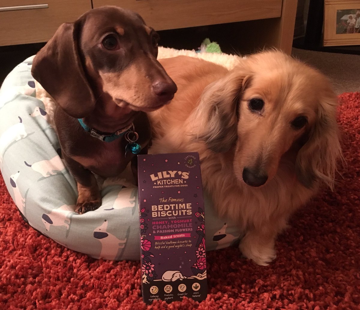 dedicated2dachs's tweet photo. Stanley’s loving Lily’s Kitchen, Bedtime biscuits he’s decided to share them with Mabel! #lilyskitchen #itsnotloopy #minidachshund #sausagedog #dachshund #daxiepuppy #daxie #doxie #doxiepuppy #sensiblestanley #magicalmabel https://t.co/4nZTWELOyD