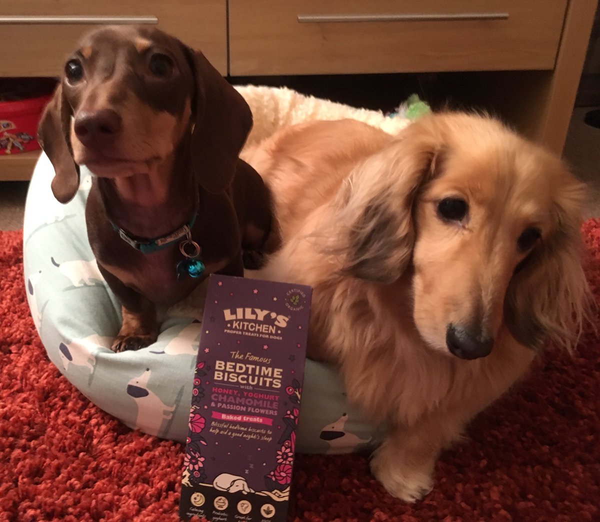 dedicated2dachs's tweet photo. Stanley’s loving Lily’s Kitchen, Bedtime biscuits he’s decided to share them with Mabel! #lilyskitchen #itsnotloopy #minidachshund #sausagedog #dachshund #daxiepuppy #daxie #doxie #doxiepuppy #sensiblestanley #magicalmabel https://t.co/4nZTWELOyD