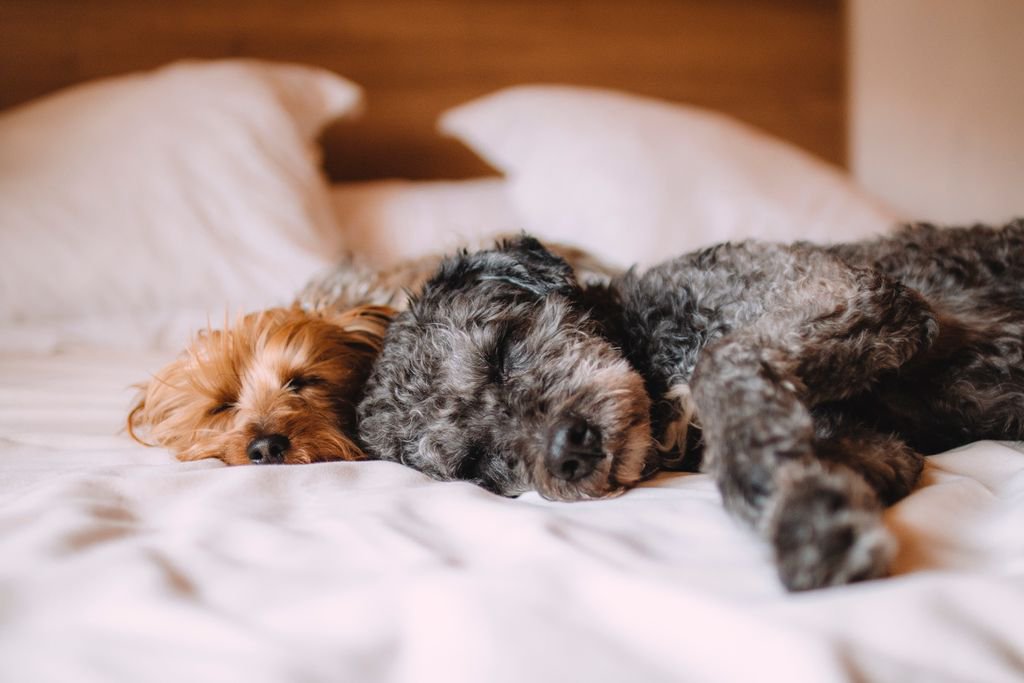 BellomApp's tweet photo. Relax. Cuddle up. Let Bellom take care of your chores. #chorelesslife #BellomAssistants https://t.co/Ewjn1qxNdz