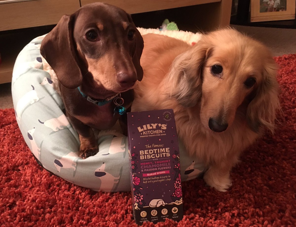cherrycola888's tweet photo. Stanley’s loving Lily’s Kitchen, Bedtime biscuits he’s decided to share them with Mabel! #lilyskitchen #itsnotloopy #minidachshund #sausagedog #dachshund #daxiepuppy #daxie #doxie #doxiepuppy #sensiblestanley #magicalmabel https://t.co/U28BqZXlPF