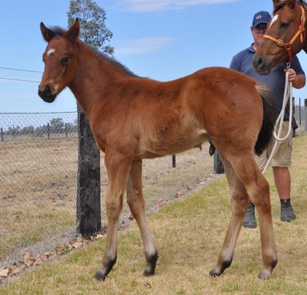 ColmSantry's tweet photo. @coolmorestud @coolmoreamerica Unbeaten Champion 2YO Vancouver might be cold in KY - His foals are Hot in Australia... Best son of World Class Sire Medaglia D’Oro #GreatTypes #Mature #FastLooking https://t.co/8LIOfIkvQb