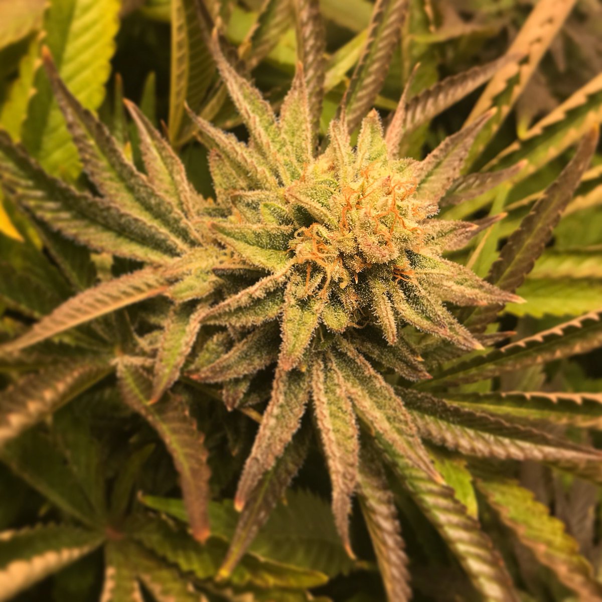 ItsChronic420's tweet photo. #Poundcake -- another shot of this INCREDIBLE strain I’ve been working on! Floral tones of raspberry and gas, dripping with fros!
•
•
•
•
•
#cannabis #marijuana #cannabiscommunity #420 #ganja #weed #weedstagram #hightimes #thc #kush #maryjane #stoner #weedporn #highlife https://t.co/t05kPPBe1y