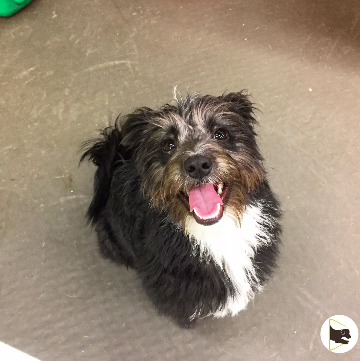 havanese cairn terrier mix