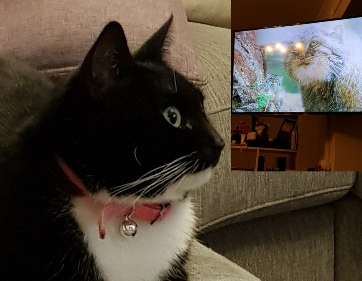 EllieBiscuits's tweet photo. Ellie approved viewing. #BigCats https://t.co/bj4h13637T