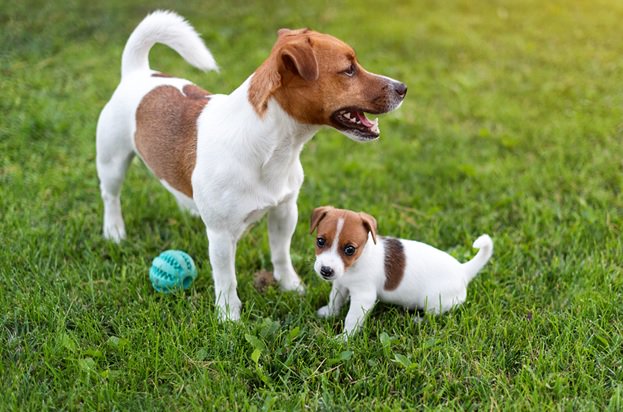 petcareanytime's tweet photo. Find out why A Tired Dog is a Happy Fit and Calm Dog https://t.co/BoU3mdHuH5 #exercise #doghealth https://t.co/5NXXBmg6kr