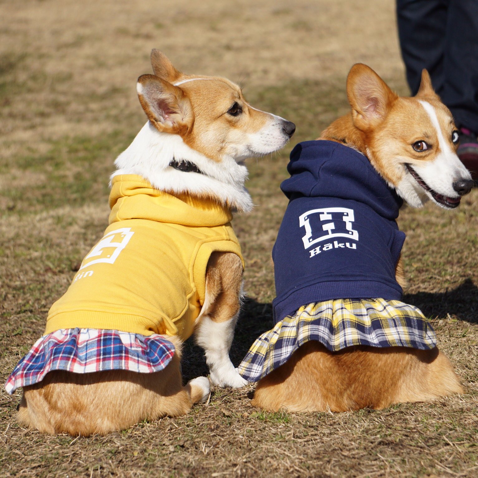 Oddeye ドッグウェア こちらも新作 イニシャルパーカーワンピース チャームポイントのお尻をさらに可愛く見せちゃいます Corgi コーギー 犬服 ハンドメイド犬服 T Co Rp6fhuya3z Twitter