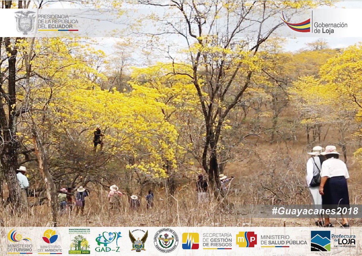 El guayacán crece hasta 1.000 metros sobre el nivel del mar y para que un árbol alcance los 15 metros es necesario esperar hasta 200 años. #Guayacanes2018 #Zapotillo #FlorecimientoGuayacanes