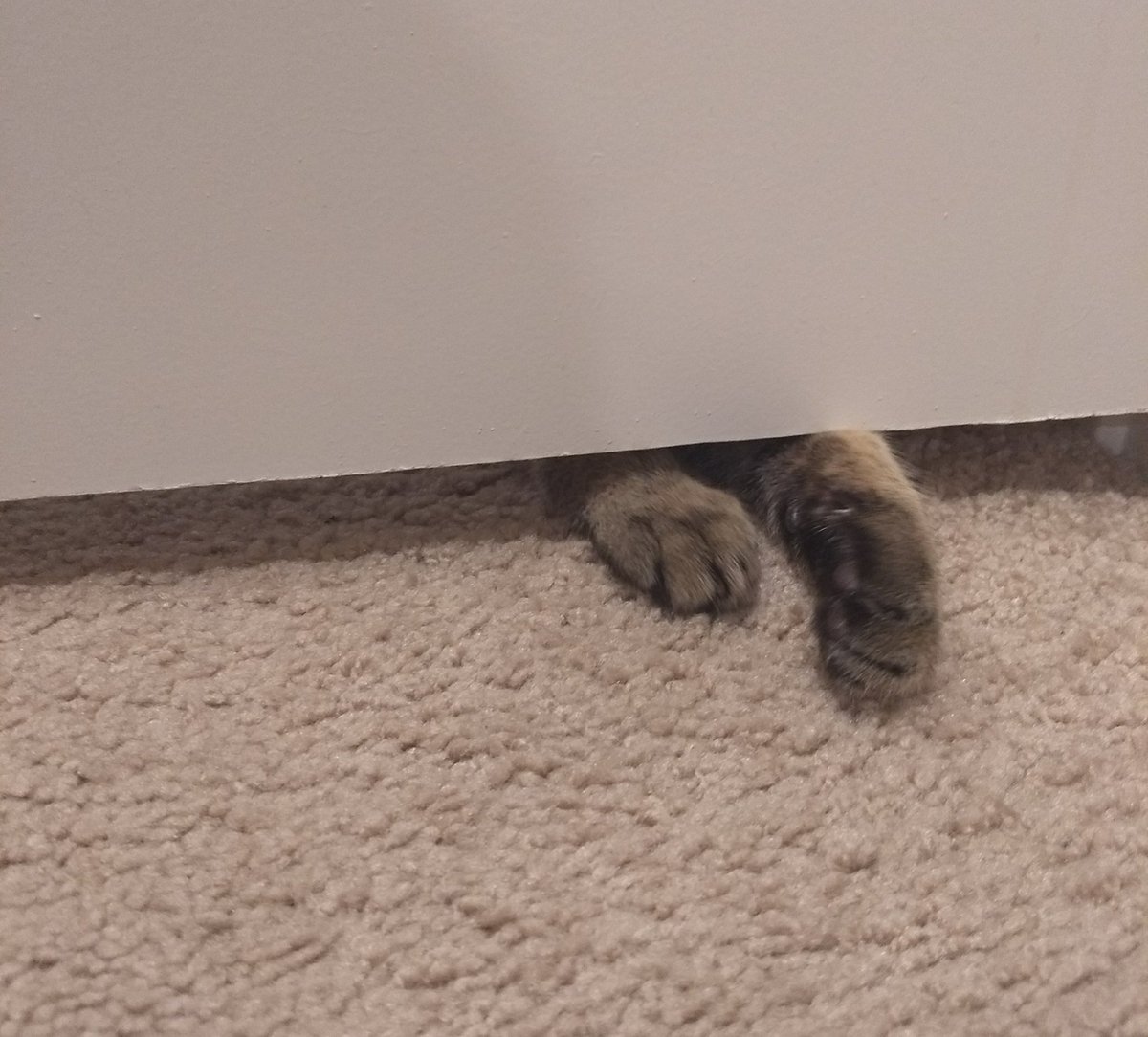 StellaJBush's tweet photo. I guess I can't still have alone time. There is always someone who wants to come in to bug me. 
 #momlife #kitty #kittypaw #funny https://t.co/iZmCSAyzBm