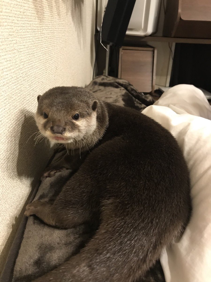 カワウソさくら だるまさんが ころんだっ