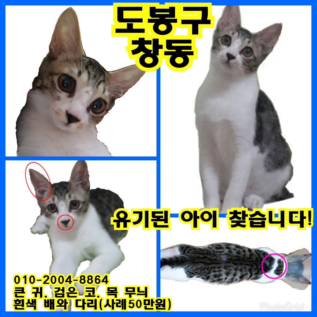 godi3149's tweet photo. #구조 하여 #입양 보낸 아이가 #유기 되었습니다. 서울 #도봉구 #창동 19단지 #월천근린공원 에 버렸다고 합니다. 
혹시 좀 떨어진 거리라도 닮은 모습의 고양이를 보신분들 #제보 부탁드립니다ㅜㅜ 
#무한공유 #캣맘 #유기묘 #길냥이 #찾아요 #유기고양이#고양이유기 #반려묘 #공유 #동물보호법 https://t.co/TdfYbuFpko