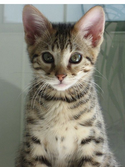 🏵⛅❄🐱💙💦🏵