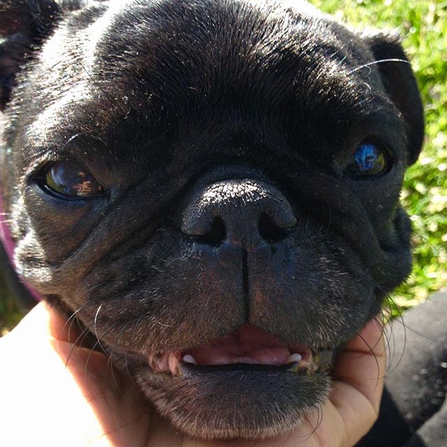 nursenebbie's tweet photo. #visuallyimpairedpug #rescuepugsofinstagram #seniorpugsrule #adoptdontshop🐾 #pugphotography📷🐾 #thegoodthebadandtheuglyface https://t.co/YBNQCTM97v