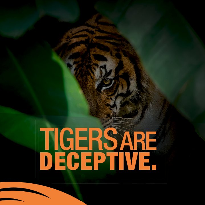 Save Our Tigers tweet media