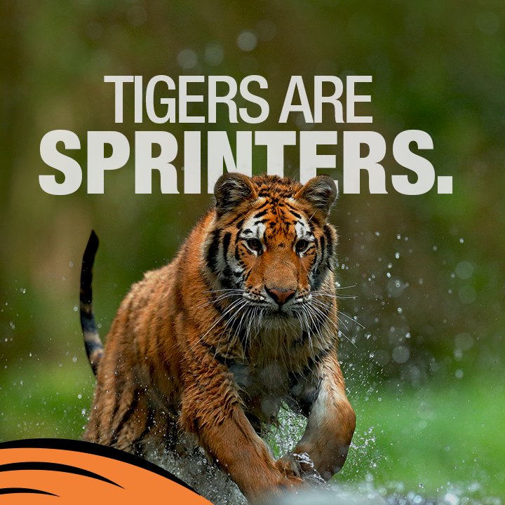 Save Our Tigers tweet media