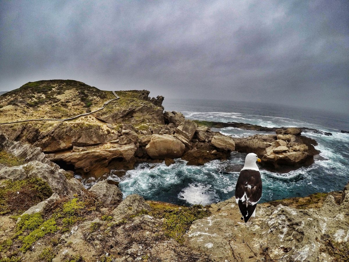 CoastalWalk's tweet photo. A temporary delay in #flight plans due to the mist, low cloud and much needed #rain on #Robberg in the #GardenRoute. #SouthAfrica #Plettisafeeling #Plett #ShutterWalk #coastline #mustdogardenroute #hikegardenroute #GardenRouteTrail #RobbergTrail #gardenroute365 #CemAir https://t.co/48iYmeM3xc