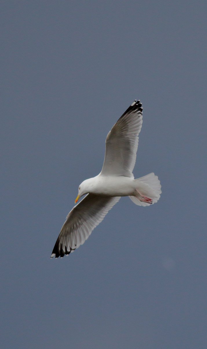 Toch wel één van de meer meedogenloze en opportunistische #stadsvogels; de #Zilvermeeuw. Hier in #Amsterdam #NieuwWest in grote getale aanwezig, mede door de #Sloterplas. Vroeger nog met name broedend in de kuststreek, nu ook op daken. Deze ving ik mid-air met mijn nieuwe lens.