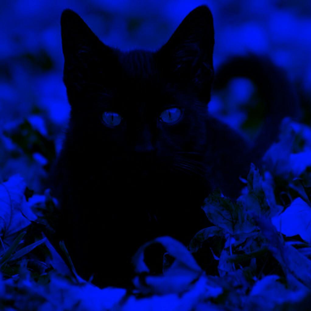 ClawfulSpirit's tweet photo. #OpenRP

-------------------- 夜の猫 --------------------
             Y o r u  N o  N e k o

🌙 Black Cat Spirit

🌙 Lewd | Non-Lewd

🌙 Oc | Crossover Friendly

🌙 Almost Any Kinks

  Writer Tag: #FlowerOfLove

RT https://t.co/qzusx36oQ5