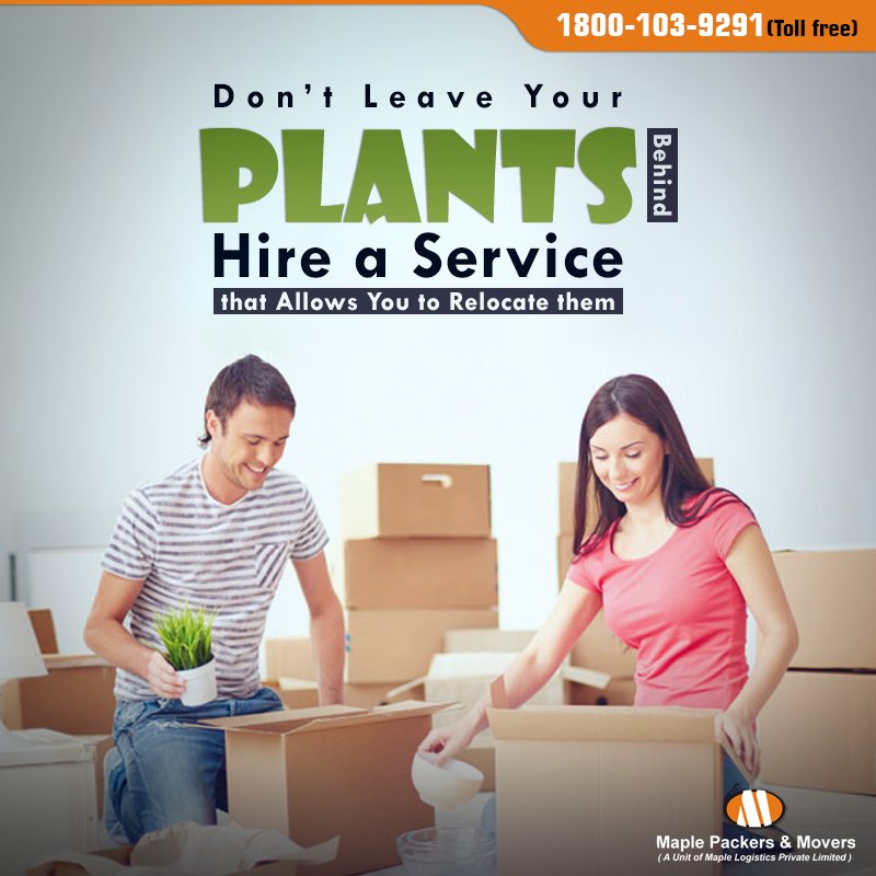 MaplePackers's tweet image. Having a service that helps you relocate your plants along with you when you’re moving’s quite important, since your plants are quite significant in your new home too. Get all this and more right here bit.ly/2tjT5YG
#Maplepackersandmovers
#Plantrelocation