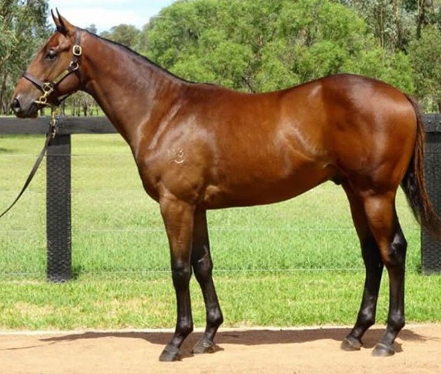 Stallion_Parade's tweet photo. 🔴⚫ #PedigreePoints for the 3rd running of the @inglis_sales Dash at @FlemingtonVRC tomorrow! I Am Invincible is the only stallion with multiple runners in the race, including the most expensive 3yo in the race, Overshare… Read: https://t.co/JCmwjIY0zL https://t.co/hk5bmKvXUn