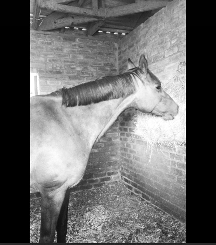 Saffronfarrell's tweet photo. My precious girl our show soon https://t.co/ESmSHxzSNJ