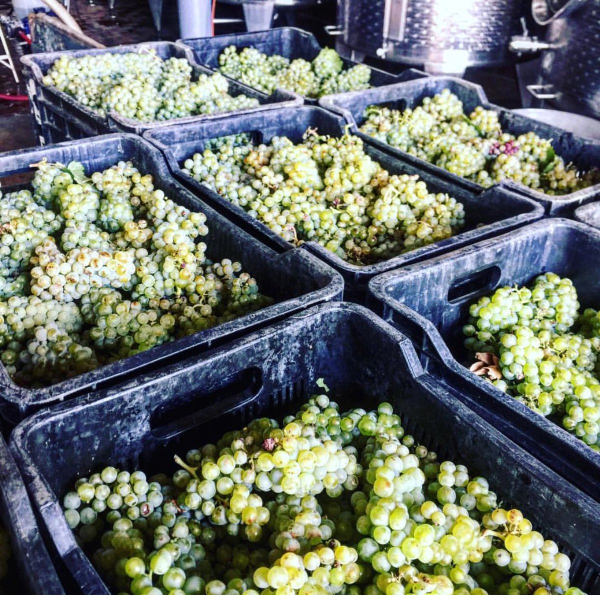 NickeyBothma's tweet photo. Oh glorious Chardonnay! Sarah, we can’t wait to meet you 🍾🥂
#harvesting #chardonnay #sarah #bubblybynature #fresh #crisp #purefruit #finetannins #brightacidity #vredeenlust #Simondium #Paarl @VredeEnLust https://t.co/mSc7cNSDJb
