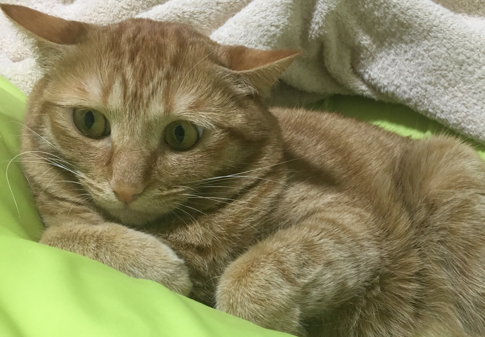 تويتر 西荻窪 ミルチ 水 日定休日 على تويتر ついさっき 自宅の近くをチンドン屋さんが通ったようです どこかで新しいお店が開店なのかな 西荻に新しいお店が賑やかに開店するのは楽しいですが 看板猫ちゃいろは チンドン屋さんが相当怖いらしいです