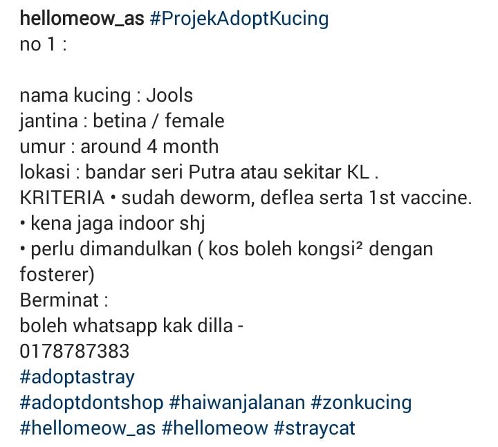 hellomeow_as's tweet photo. #projekAdoptKucing no 1. 

lokasi sekitar bandar seri putra / sekitar KL.

@bujibu_chempel @HaiwanJalanan https://t.co/9OFDXvLKrx