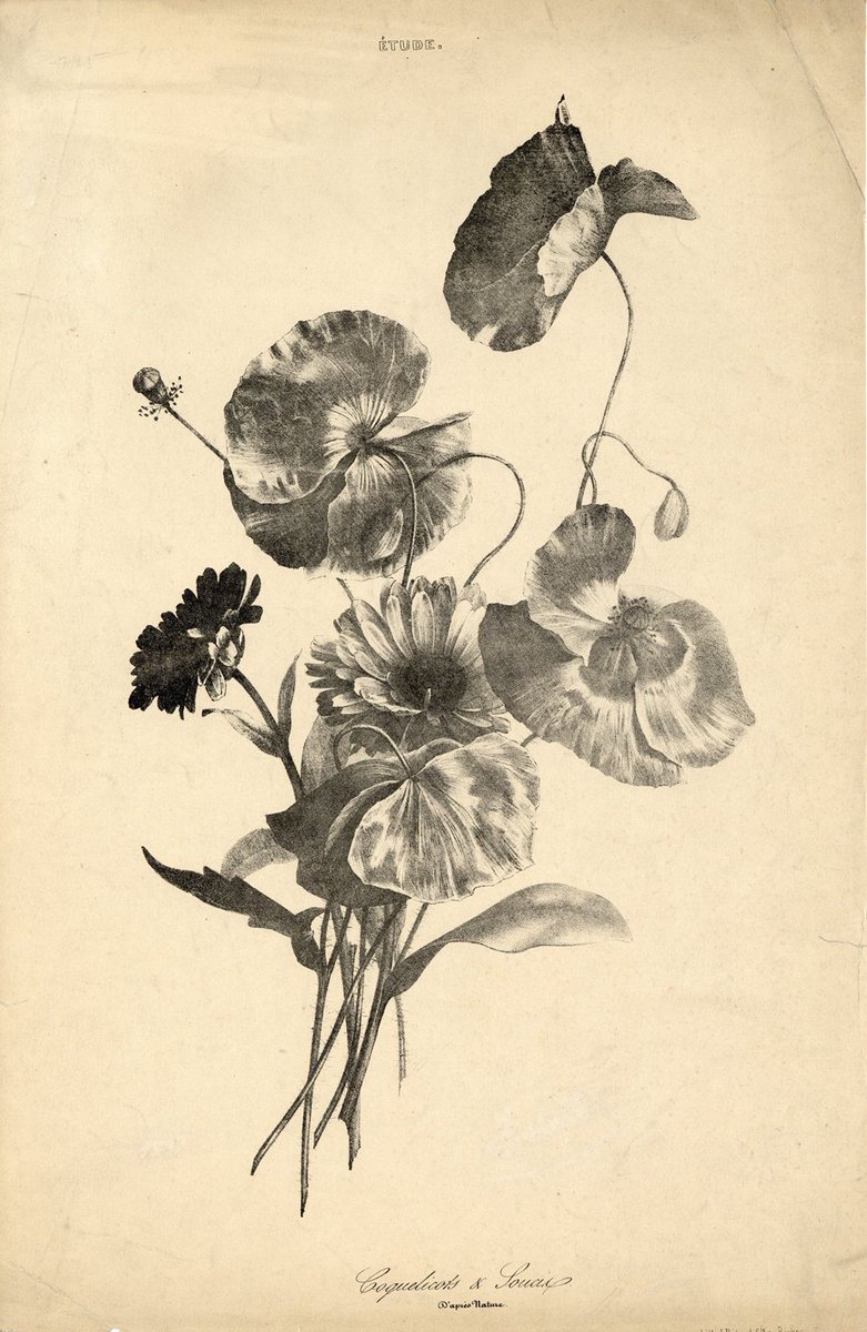 伊豆の美術解剖学者 A Twitter １枚目の花の絵は植物画の教本 植物画はカラーの方が圧倒的に見慣れているので モノクロ のものを鑑賞すると 色を補おうとするのか頭を使っている感じがする 植物画