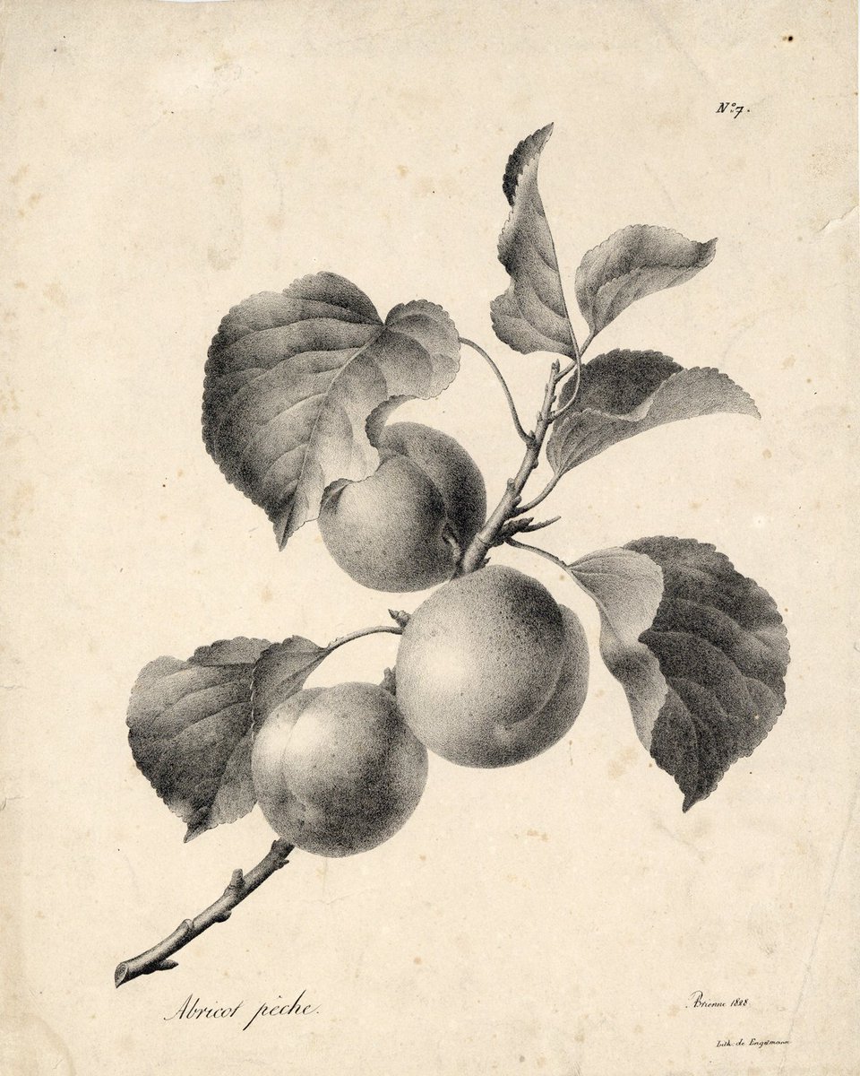 伊豆の美術解剖学者 １枚目の花の絵は植物画の教本 植物画はカラーの方が圧倒的に見慣れているので モノクロ のものを鑑賞すると 色を補おうとするのか頭を使っている感じがする 植物画