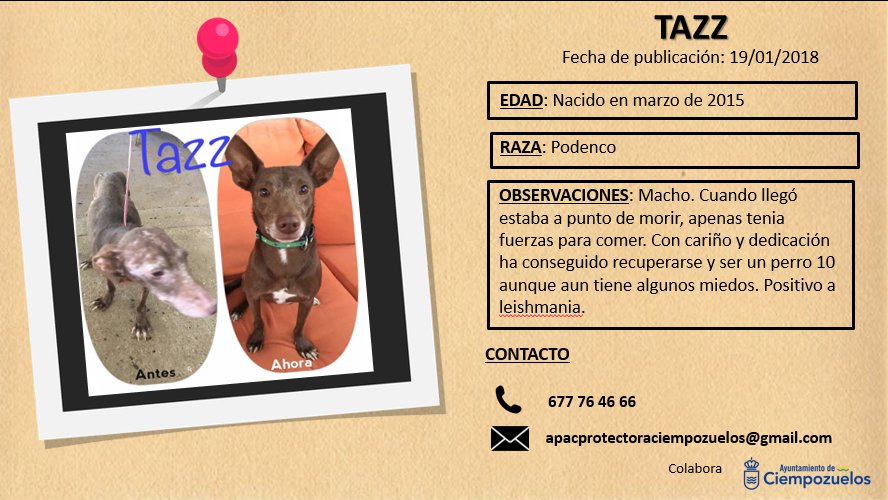 Os presentamos a Tazz, Charini, Blanquito y León, están buscando un nuevo hogar ¿se lo quieres dar tú?  #adoptaciempozuelos #adoptanocompres #adopcionresponsable ayto-ciempozuelos.org/index.php/adop…