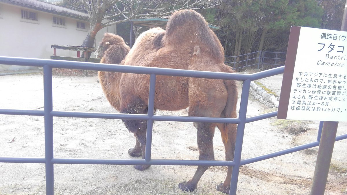 Paul ふたこぶラクダ 大きくて ひづめがでかい 迫力満点ですよ O
