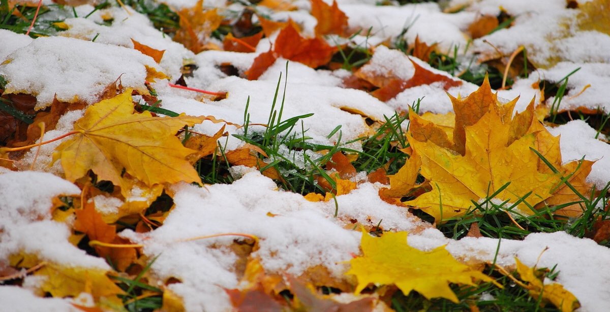 BugginOutRadio's tweet image. Having leaf piles around your property may cause an influx of TICKS in the spring. Ticks burrow deep under leaf litter which acts as an insulator once snow falls, protecting them from the elements until spring arrives.  #ticks #spring #winter #LongIsland #PestControl #lymedisease