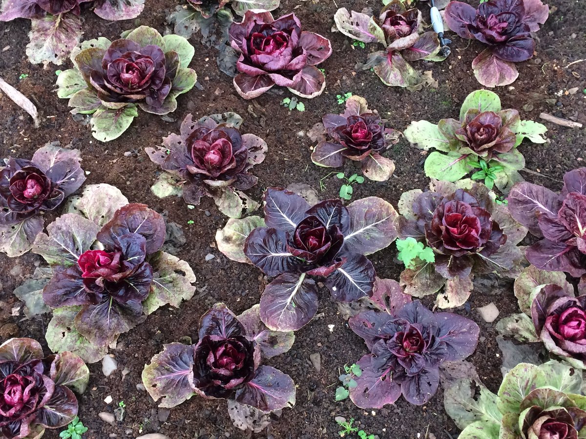 Snow, what snow? Chicory looking lovely in the polytunnels