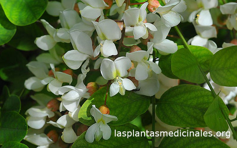 medicinalplanta's tweet photo. falsa acacia https://t.co/GGVRQyGrw0 https://t.co/jGnvZmYwLd