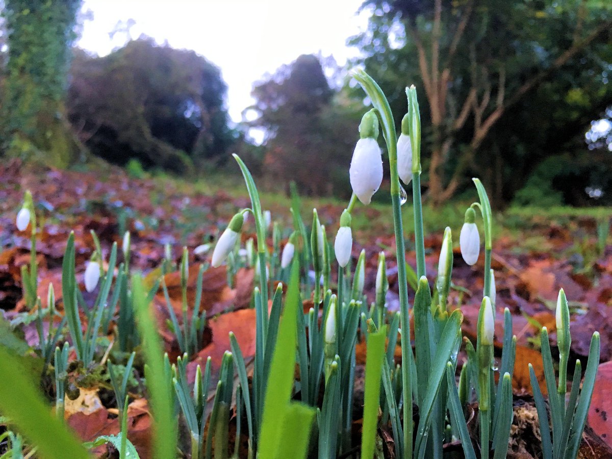 WildwoodDevon's tweet photo. Just in case the #FridayFeeling isn't enough to get you going today, here's a little reminder that #Spring is just around the corner!

#SnowDrops #weekend https://t.co/xNrgr6CAau