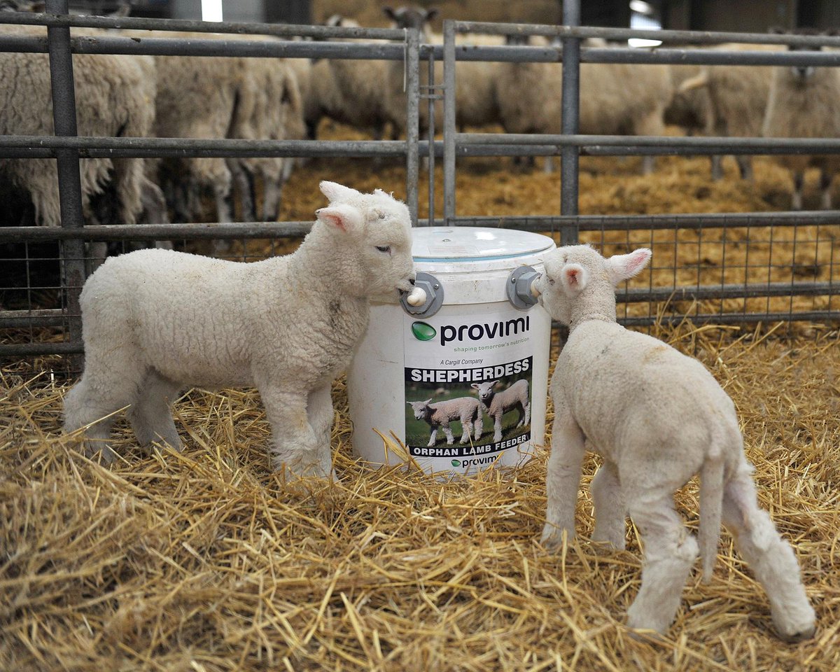 Provimi Ruminant On Twitter Look Out For Our Shepherdess Adverts