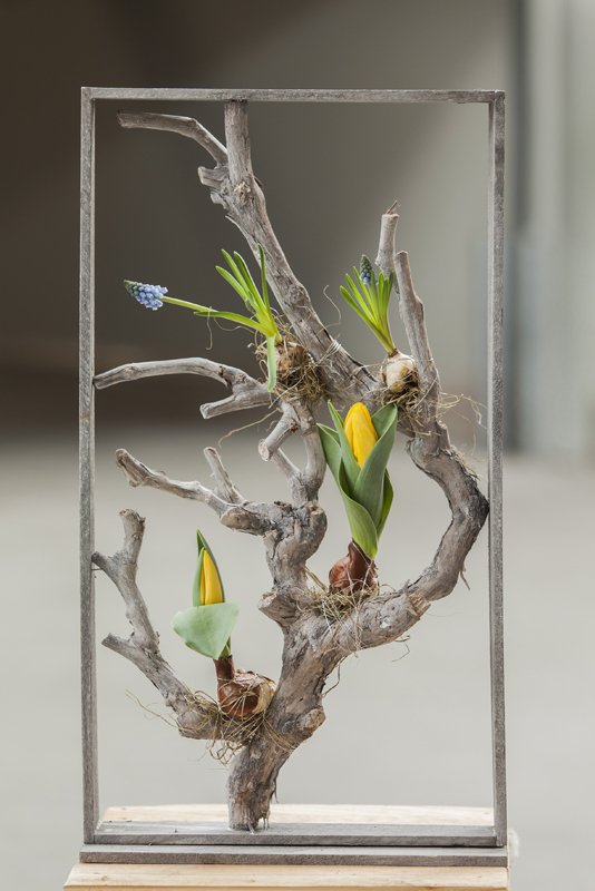 Passifloramaarn's tweet photo. Wat is er Nederlandser dan de tulpenbol? Toch komt er in het wild in ons land maar één voor: de bostulp. Tip: maak een schaal met verschillende bolletjes. Zo word je iedere dag weer verrast met een nieuwe bloeier! #tulp #tulpenbol #tulpenseizoen https://t.co/eP4O24Gh7s