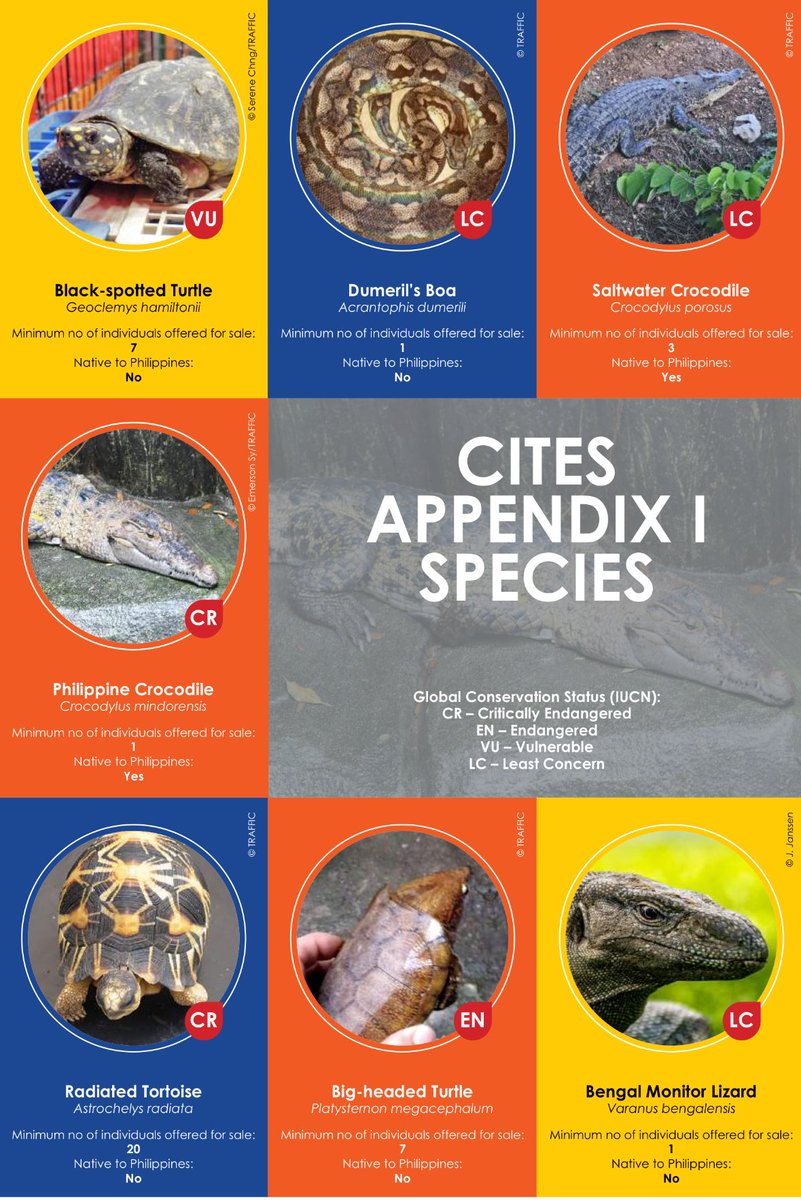 kanithak_'s tweet photo. Facebook dominates the online trading platform for reptiles in the Philippines: 3 months, >5000 #reptiles offered for sale in 90 Facebook groups , including CITES I species. https://t.co/Yt6nKRECck https://t.co/eZNbePZ3Qx