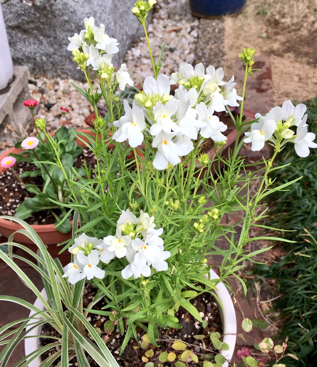 クルクマっち リナリアがまたボリュームアップ 白だけでも植えて良かった 後ろチラ見えのデージー この感じ好き ビオラ白だけ花だらけ でも頭が埋もれてなかなか出てこない 葉っぱこんもりし過ぎ ブルーデージーがまたちらほら 蕾もたくさんで