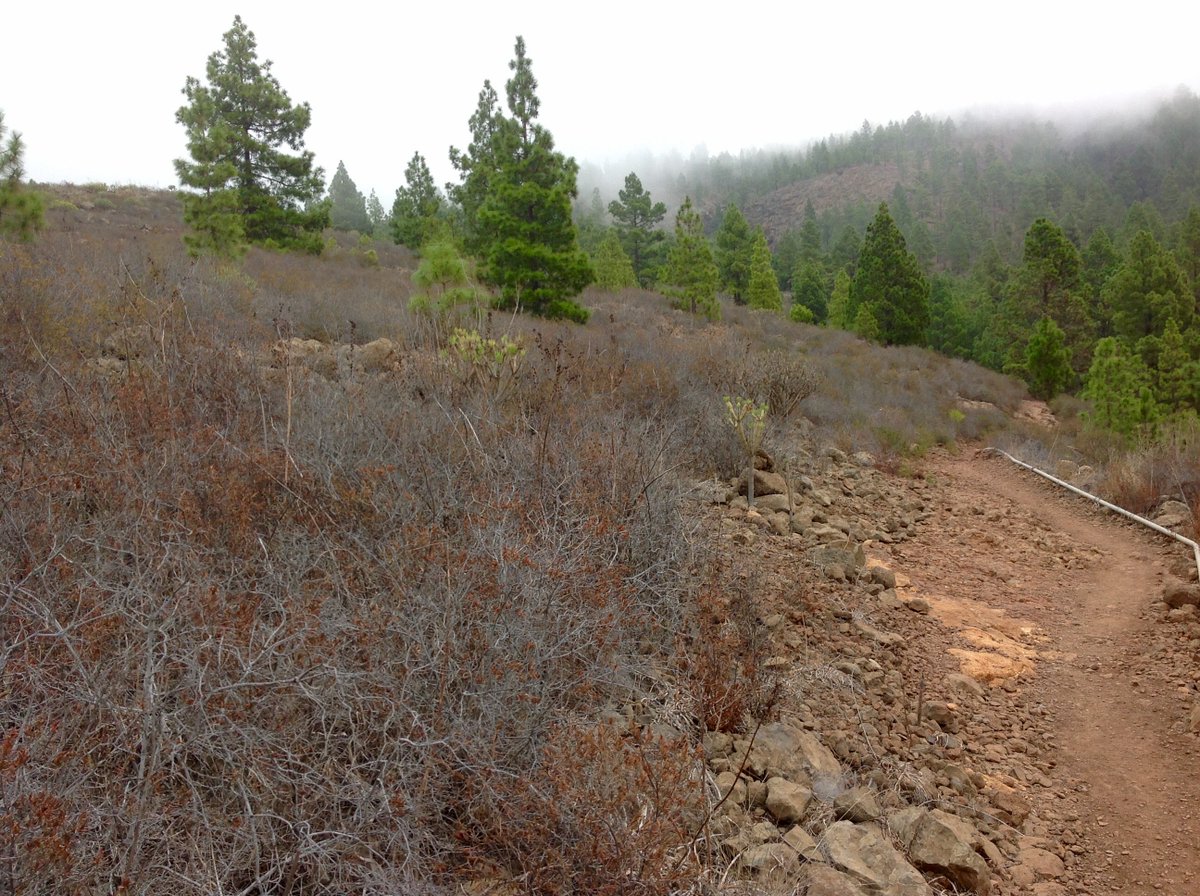 TheMackTrails's tweet image. The impact of the continuing drought in the S of #Tenerife was very evident yesterday near #LaQuinta, #Adeje compared to a year ago when wild flowers were growing all along the route - see pics here: goo.gl/uggAKs 😢
#Walking #Hiking #Trekking   walktenerifesur.eu