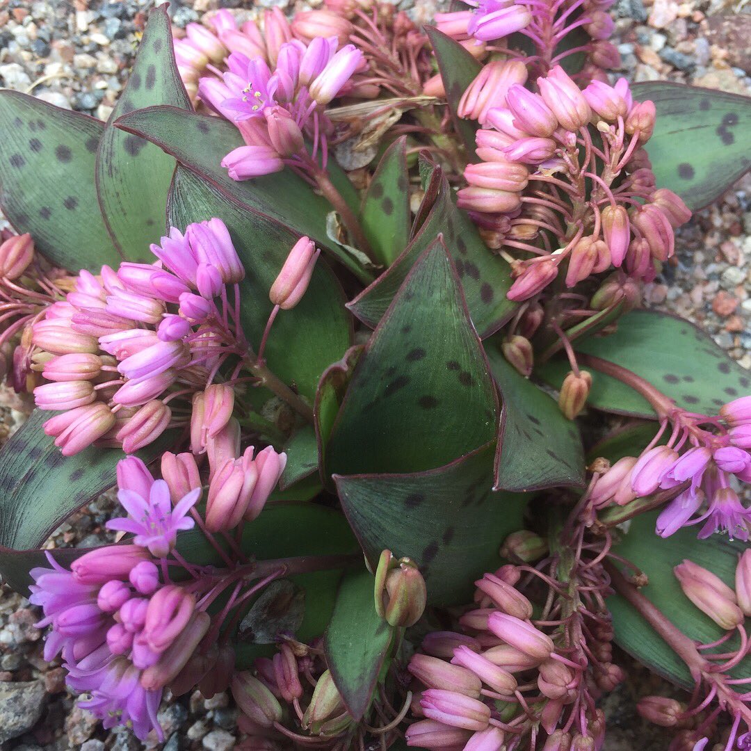 En av många favoriter i #grushögen - #Ledebouria ovatifolia från Sydafrika. Kommer upp med prydliga, vackert prickiga blad och välformade knoppar och avslutar i en kaskad av blommor som lite slarvigt i all hast tycks ha kastat bladen åt sidorna.