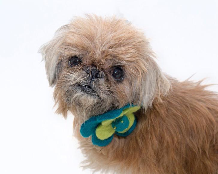 10 adoptable dogs looking for a new human at Orange County Animal Services
 photos.orlandoweekly.com/10-adoptable-d…