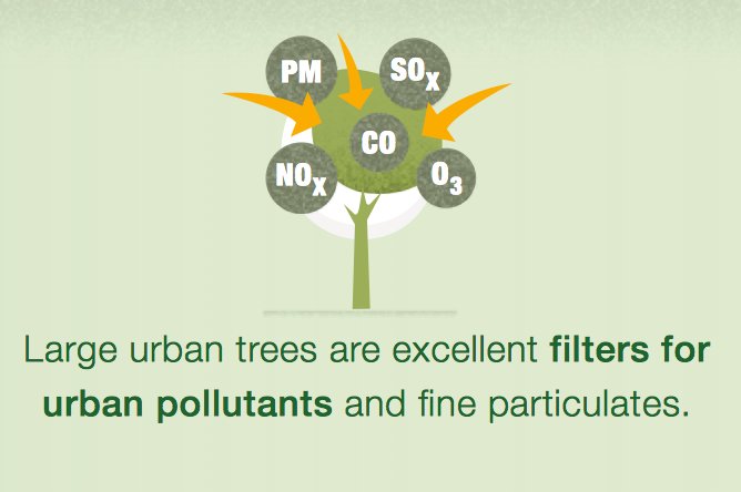 FAOForestry's tweet photo. Large urban trees are excellent filters for urban pollutants and fine particulates https://t.co/N6CLBavMg2 https://t.co/ATGzIQVJrT