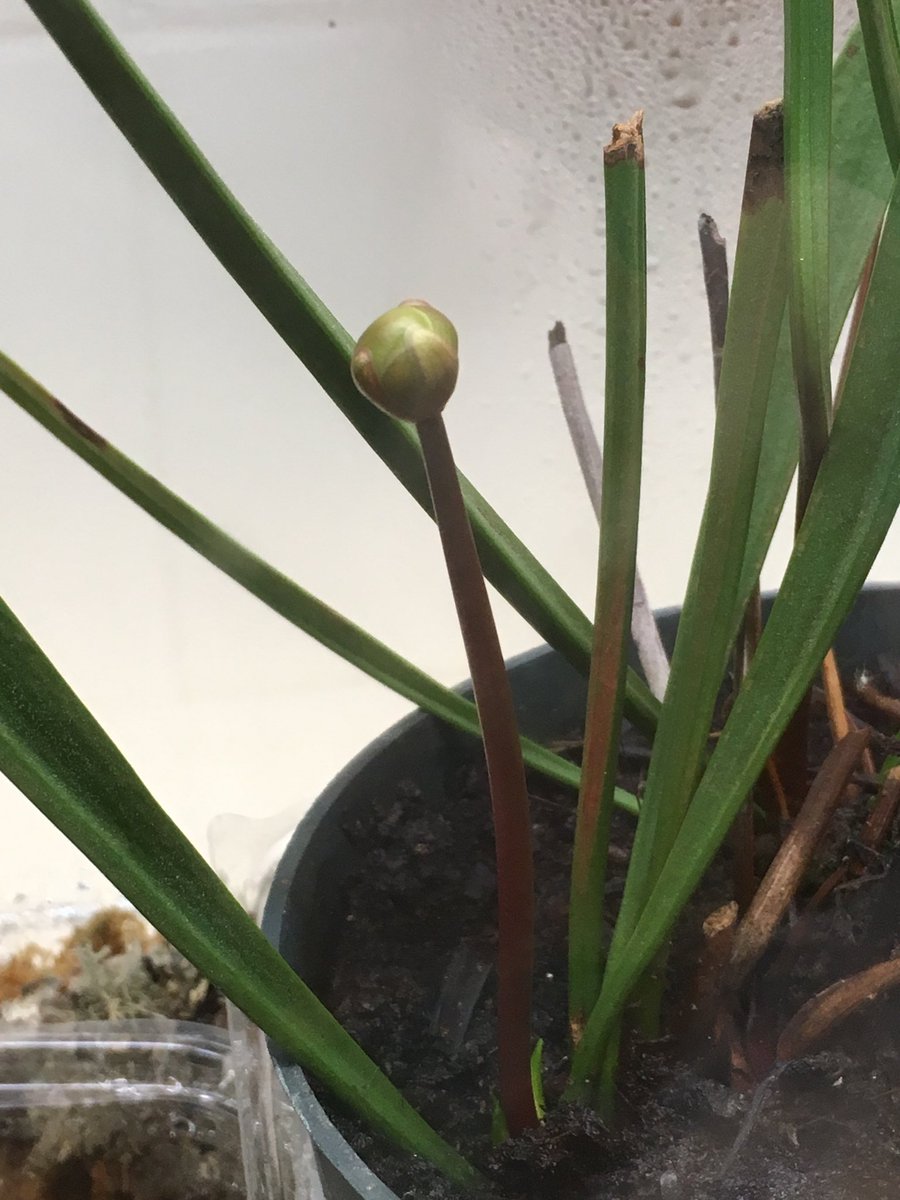 jguyton3's tweet photo. A native MS carnivorous pitcher plant is preparing to bloom in Extension Arthropod Zoo Exhibit! https://t.co/WUW2ElD0mz