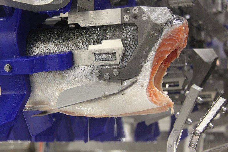 The new automatic Salmon Deheader MS 2720 has been released for sale by @MarelFish. The deheader helps salmon processors improve yield and achieve a better flow by performing high-precision cutting for optimum yield on every fish: bit.ly/SalmonDeheader #Salmon #SalmonProcessing