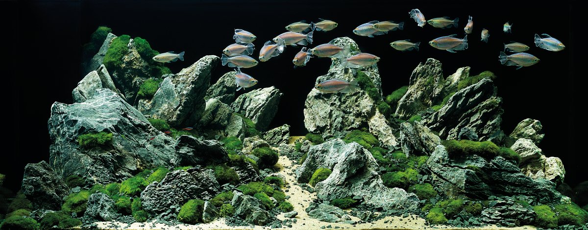 Aquascaping-Event Paderborn! Vorbei kommen und Experte Adrie Baumann über die Schulter schauen. Der Eintritt ist kostenlos. 27.01.2018 bei Raiffeisen Westfalen Mitte in Paderborn #oaselivingwater #aquascaping #aquarium