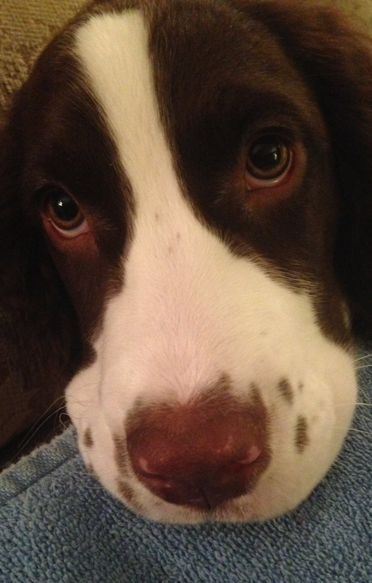 tired_kai's tweet photo. Roxanne (Rox, Roxie) : An English springer spaniel, Rox is the reason KaiLi gets her exercise every day. Most  photos of Rox are blurry (unless she’s asleep). https://t.co/gAMPvuWANc