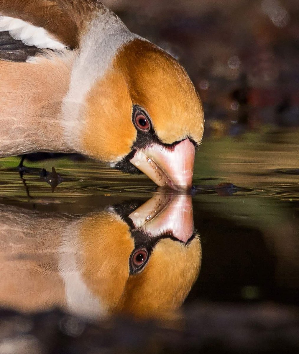 1cogs's tweet photo. Hawfinch #photography #canon #sigma #wow #bird #ukbird #nature #birdwatching #wildlifephotography #wildlife #birdwatching https://t.co/d25NpjUIuI