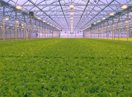 US (NY): Research leads to affordable lighting systems hortidaily.com/article/40465/… https://t.co/RJdgHKTtvu