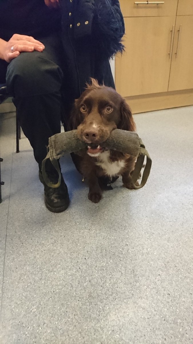 PSOSDogs's tweet photo. TPD Spud has decided he doesn't want to be a drugs dog he wants to be a General Patrol dog😂😂 #bitebar #happydog #TPDSpud https://t.co/qIkBADS7yL